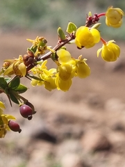 Berberis actinacantha
