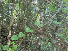 Aristolochiaceae