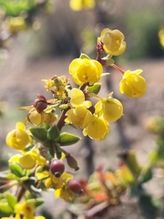Berberis actinacantha