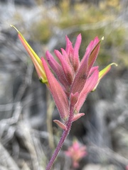 Castilleja