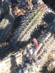 Stenocereus gummosus