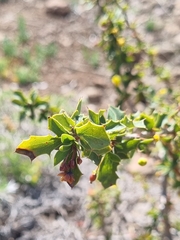 Berberis actinacantha