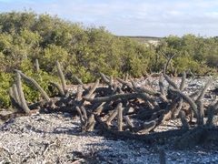 Stenocereus gummosus