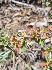 Berberis actinacantha