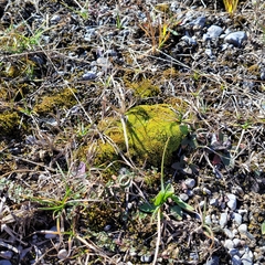 Tortella inclinata