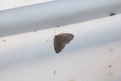 Lambdina pellucidaria