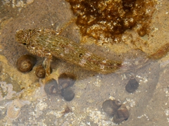Mauligobius maderensis