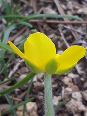 Ranunculus bullatus