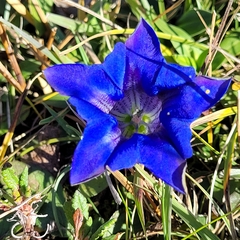 Gentiana clusii