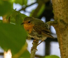 Erithacus rubecula