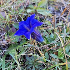 Gentiana clusii