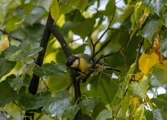 Parus major