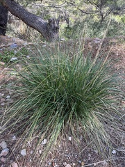 Ampelodesmos mauritanicus