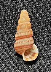 Cerithideopsis scalariformis