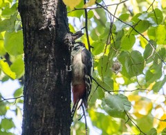 Dendrocopos major