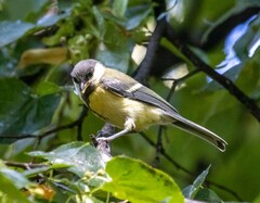 Parus major