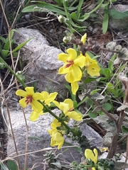 Verbascum sinuatum
