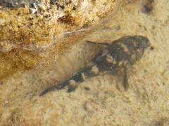Mauligobius maderensis