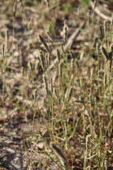 Sporobolus alopecuroides