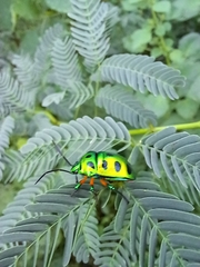 Calliphara excellens