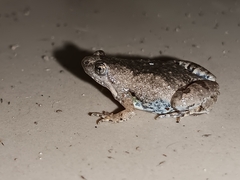 Microhyla nilphamariensis