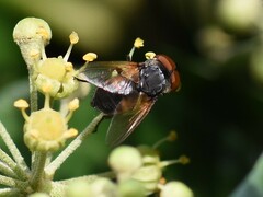 Phasia aurigera