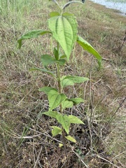 Chromolaena odorata