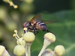 Phasia aurigera