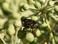 Phasia aurigera