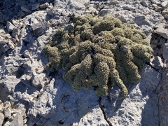 Petrophytum caespitosum