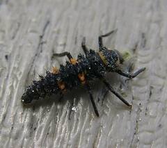 Hippodamia convergens