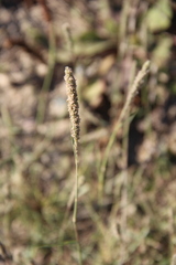 Sporobolus alopecuroides