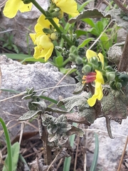 Verbascum sinuatum
