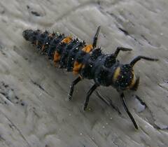 Hippodamia convergens