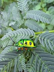 Calliphara excellens