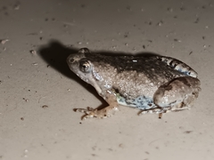 Microhyla nilphamariensis