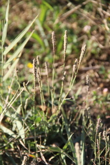 Sporobolus alopecuroides