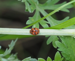 Subcoccinella vigintiquatuorpunctata