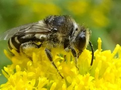 Colletes simulans armatus
