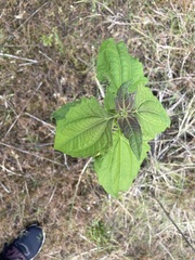 Chromolaena odorata