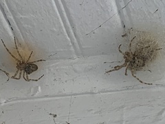 Araneus cavaticus