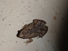 Microhyla nilphamariensis