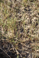 Sporobolus alopecuroides