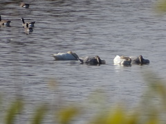 Cygnus columbianus