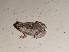 Microhyla nilphamariensis