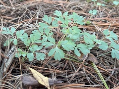 Capnoides sempervirens