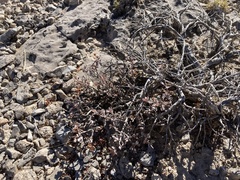 Eriogonum microtheca