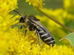 Colletes simulans armatus