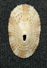Diodora cayenensis