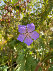 Geranium pratense
